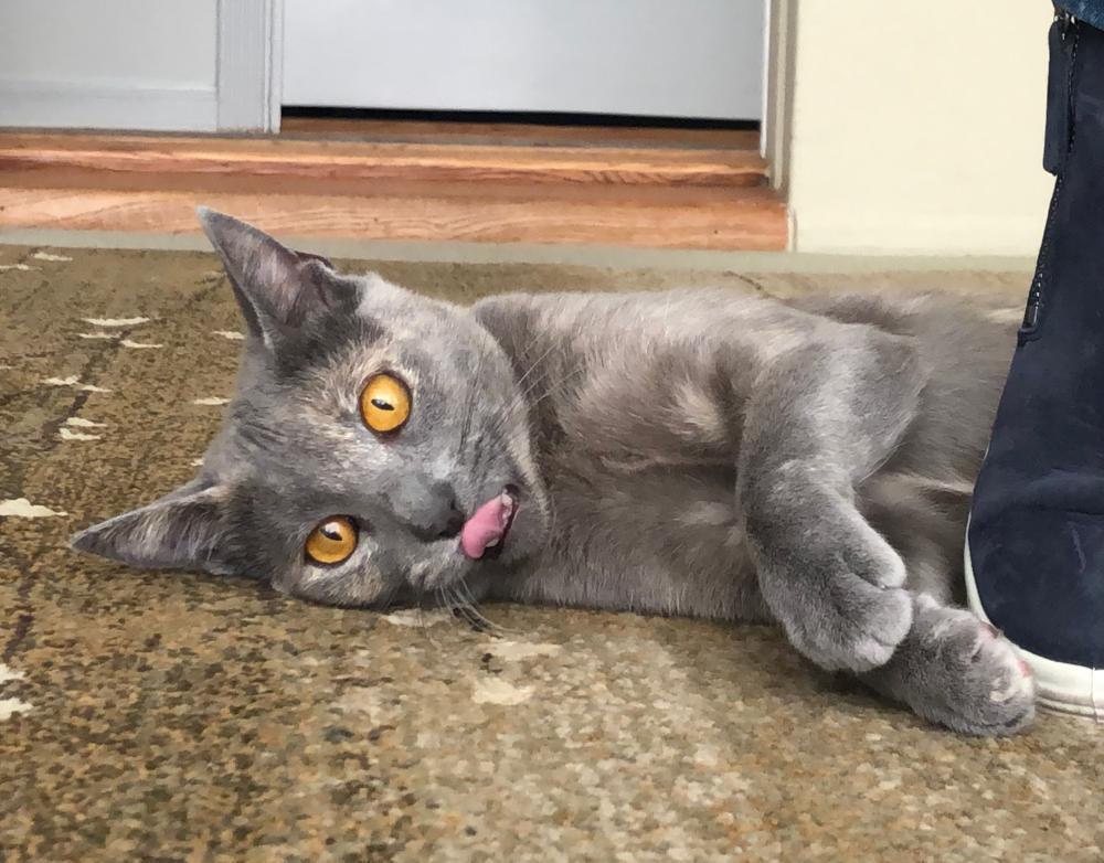 Greta, an adoptable Tortoiseshell in Palo Alto, CA, 94302 | Photo Image 4