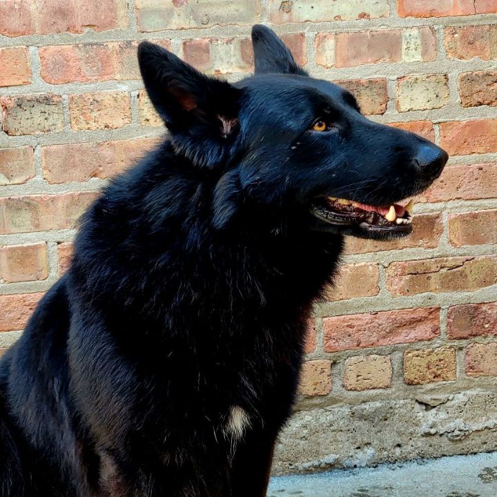Chauncey, an adoptable German Shepherd Dog in Chicago, IL_image-4