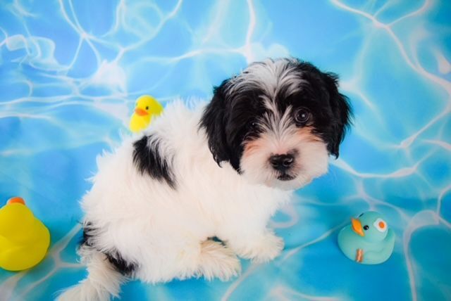 Goose, an adoptable Shih Tzu Mix in Decatur, IL_image-1