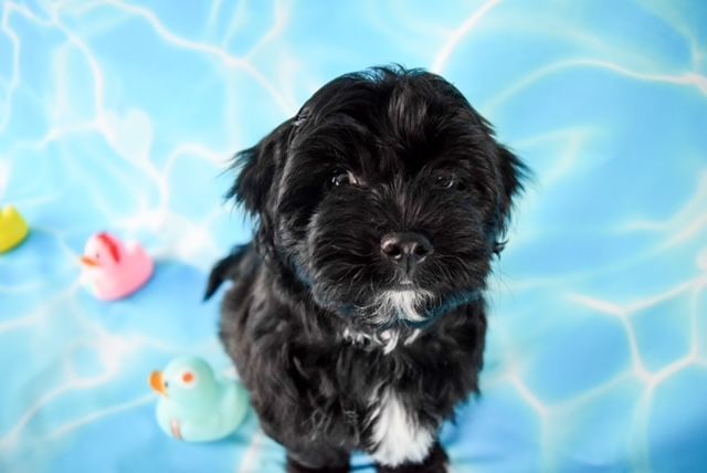 Penguin, an adoptable Shih Tzu Mix in Decatur, IL_image-2