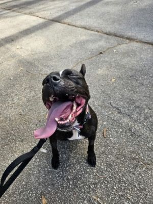Bavaria - IN FOSTER Mixed Breed Dog