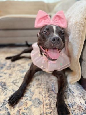 Meet Bavaria She is a pretty brindle pup with the most fabulous oversized ears She is a little sh