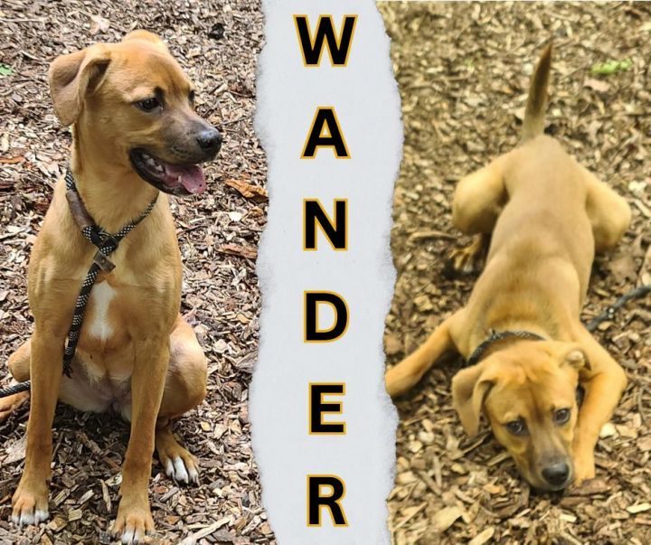 Wander 4
