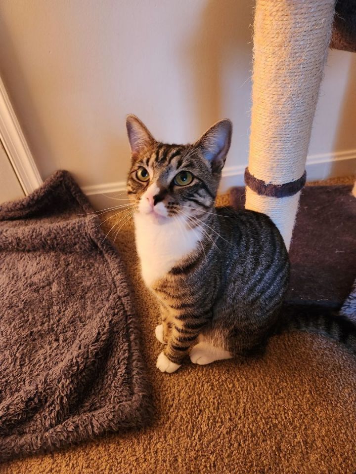 Simba, an adopted Tabby & Domestic Short Hair Mix in Centreville, VA_image-1