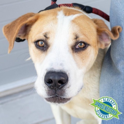 Ryder, an adoptable Mixed Breed in Las Cruces, NM, 88012 | Photo Image 1