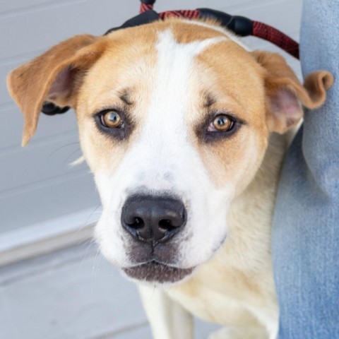 Ryder, an adoptable Mixed Breed in Las Cruces, NM, 88012 | Photo Image 6
