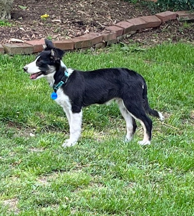 Rome, an adoptable Border Collie in Troy, IL_image-4