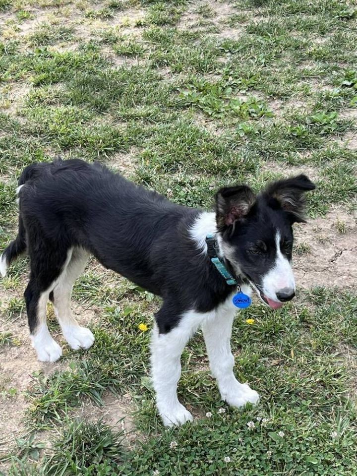 Rome, an adoptable Border Collie in Troy, IL_image-6