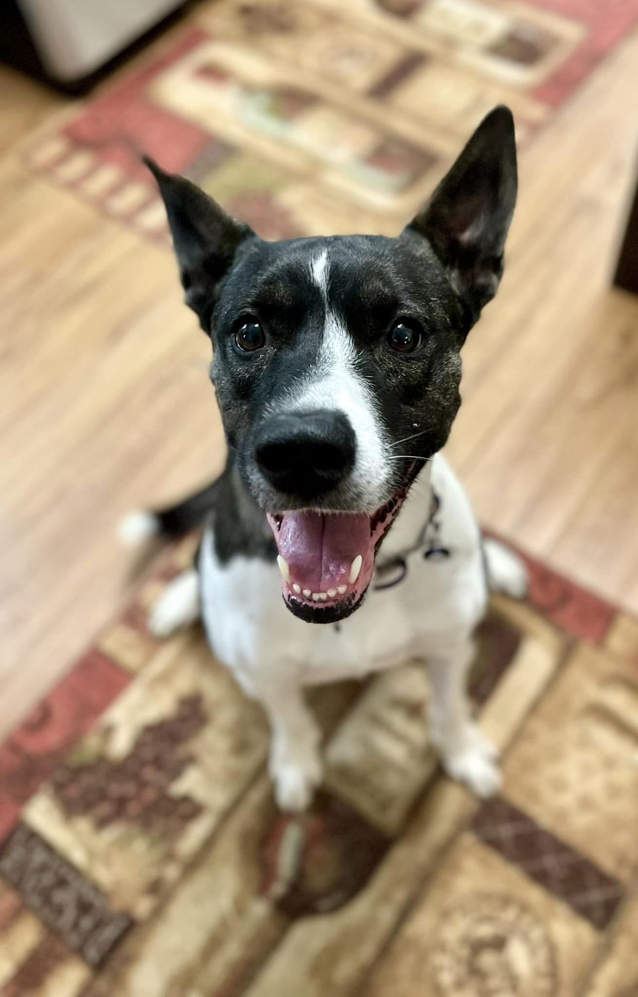 Gigi, an adoptable Akita in Portage, IN, 46368 | Photo Image 1