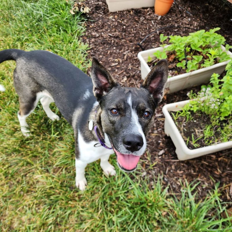 Gigi, an adoptable Akita, Husky in Portage, IN, 46368 | Photo Image 1