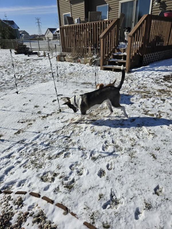 Gigi, an adoptable Akita, Husky in Portage, IN, 46368 | Photo Image 2