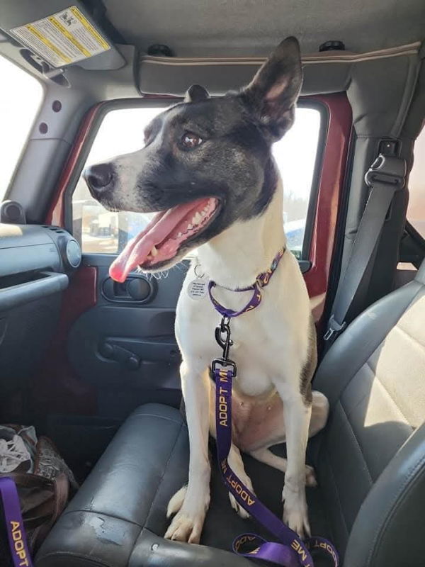 Gigi, an adoptable Akita, Husky in Portage, IN, 46368 | Photo Image 2