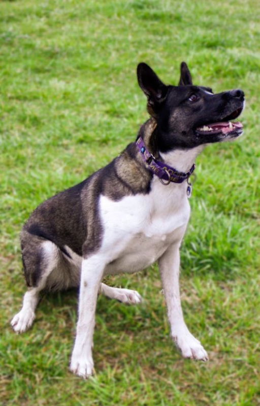 Gigi, an adoptable Akita in Portage, IN, 46368 | Photo Image 3