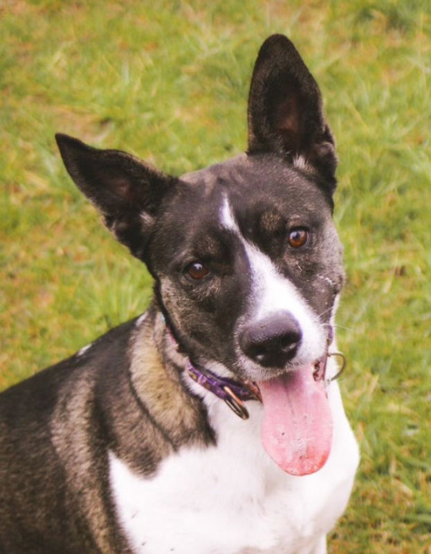 Gigi, an adoptable Akita, Husky in Portage, IN, 46368 | Photo Image 3