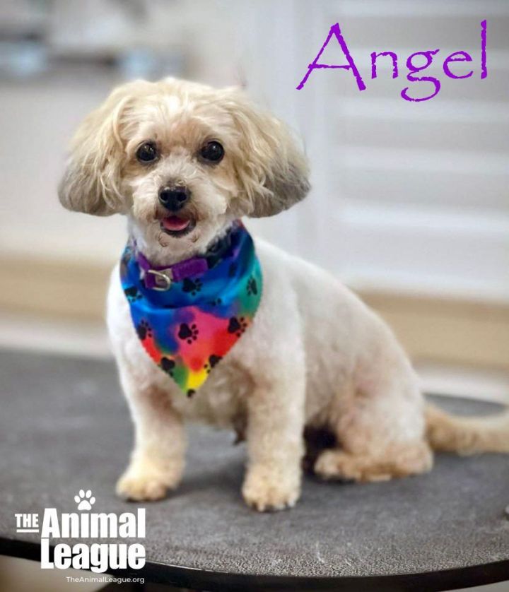 Angel, an adoptable Miniature Poodle Mix in Clermont, FL_image-1