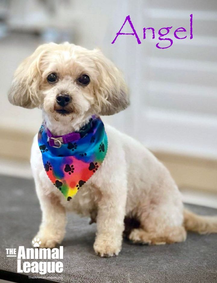 Angel, an adoptable Miniature Poodle Mix in Clermont, FL_image-2