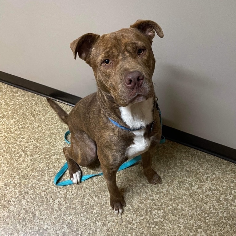 Dog for adoption - Cooper, an American Staffordshire Terrier Mix in ...