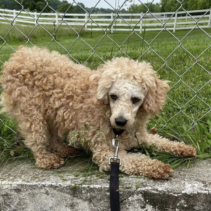 Lambchop , an adoptable Miniature Poodle in Springfield, MO_image-2