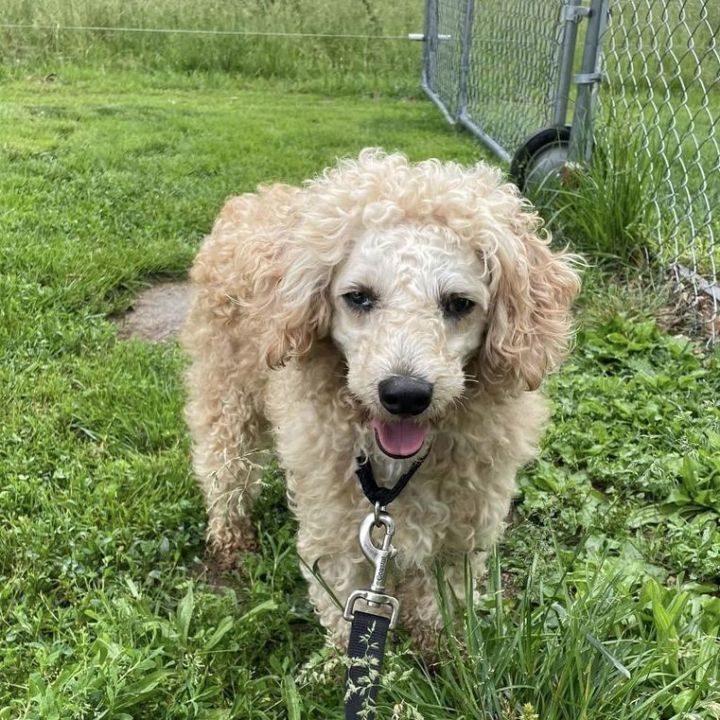 Lambchop , an adoptable Miniature Poodle in Springfield, MO_image-3