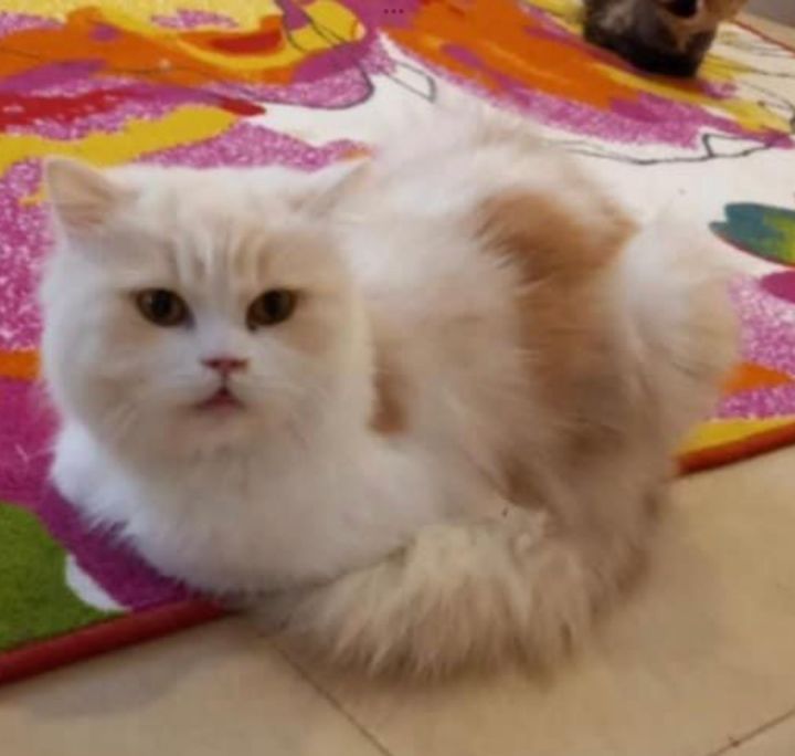 Short haired himalayan store cat