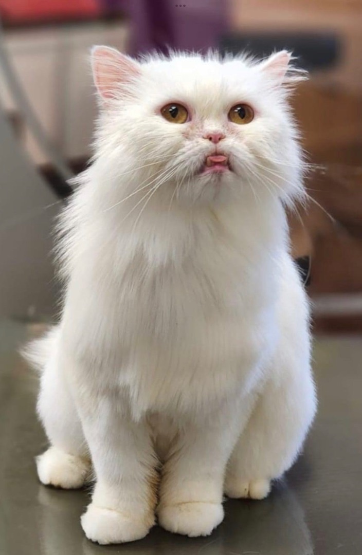 White fluffy cat cheap for adoption