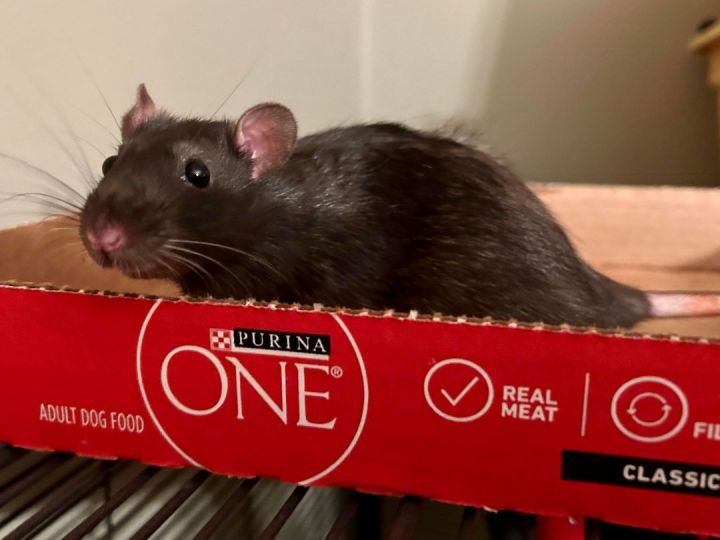 Shortbread, an adoptable Rat in Saint Paul, MN_image-1