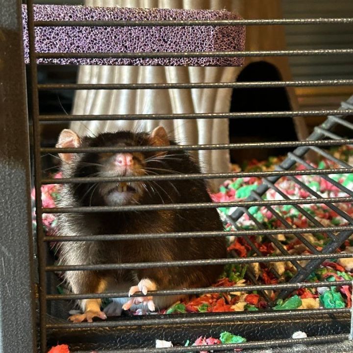 Shortbread, an adoptable Rat in Saint Paul, MN_image-4