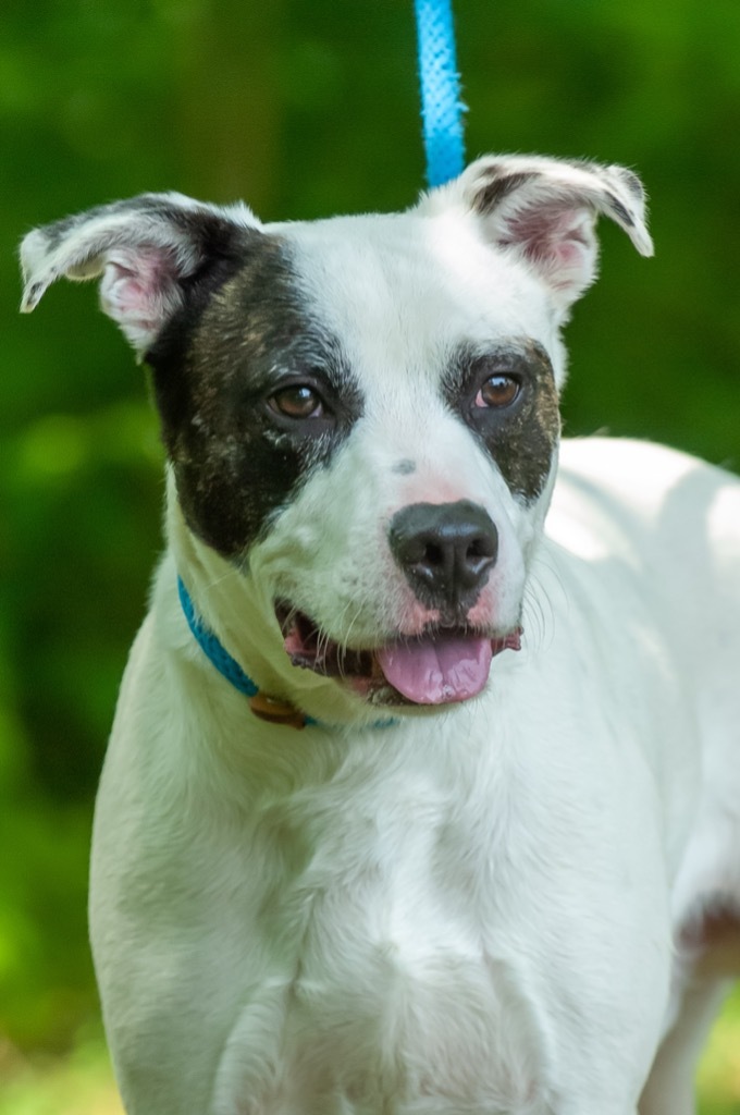 Jack russell mixed with hot sale pitbull