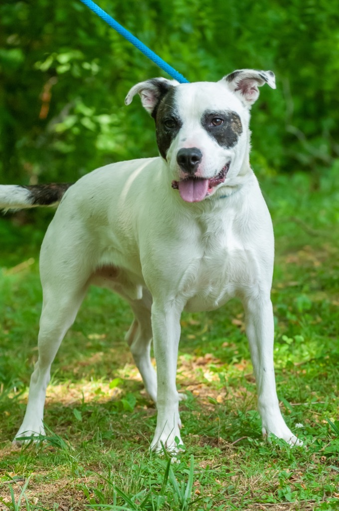 Pitbull and jack russell best sale terrier mix