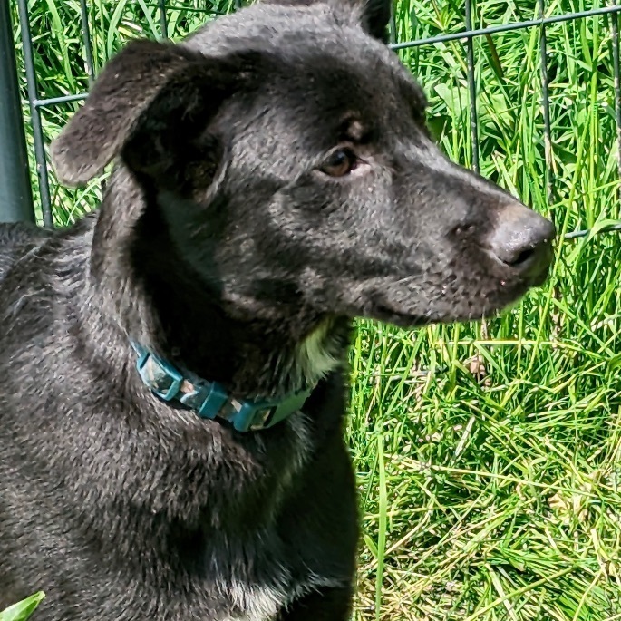 Vegas, an adoptable Black Labrador Retriever Mix in Rochester, NY_image-1