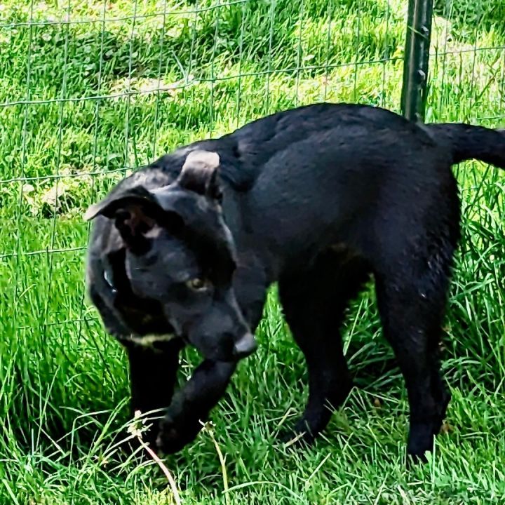 Vegas, an adoptable Black Labrador Retriever Mix in Rochester, NY_image-2