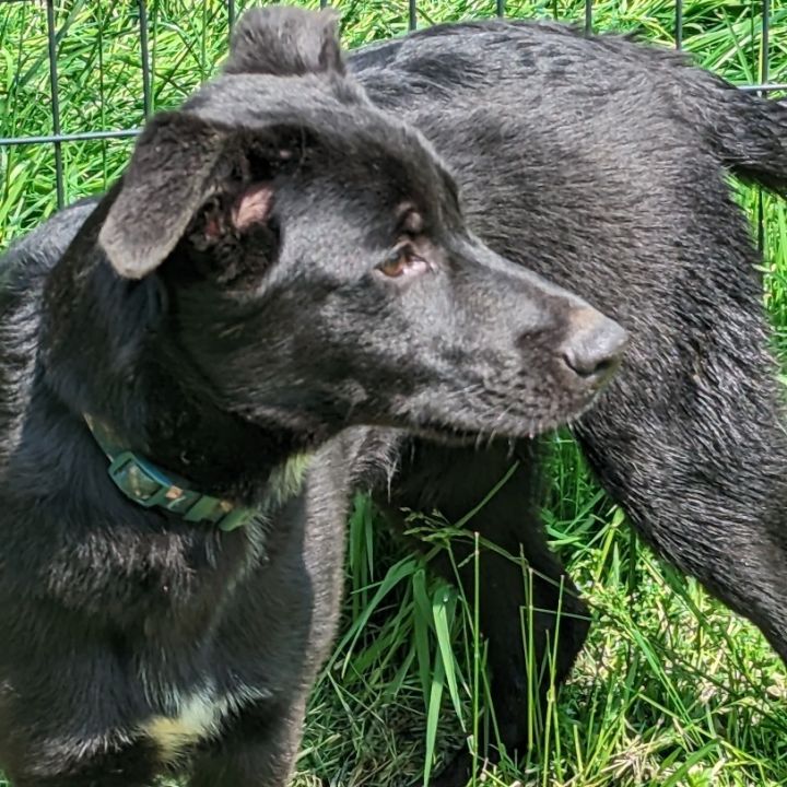 Vegas, an adoptable Black Labrador Retriever Mix in Rochester, NY_image-5