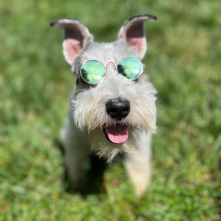 Petfinder hot sale miniature schnauzer