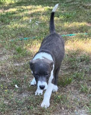 Blue best sale heeler staffy