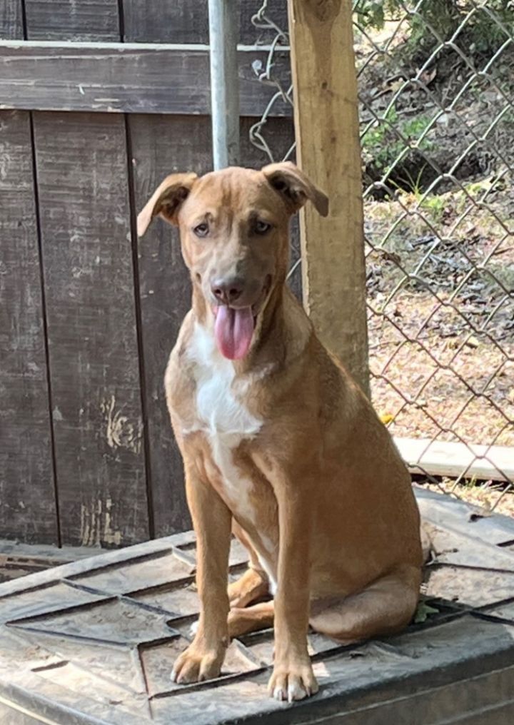 Weimaraner border collie store mix