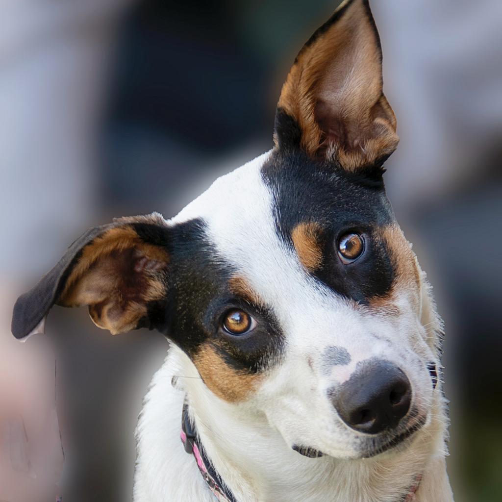 Darla (aka Stiletto), an adoptable Border Collie, Mixed Breed in Wichita, KS, 67208 | Photo Image 4