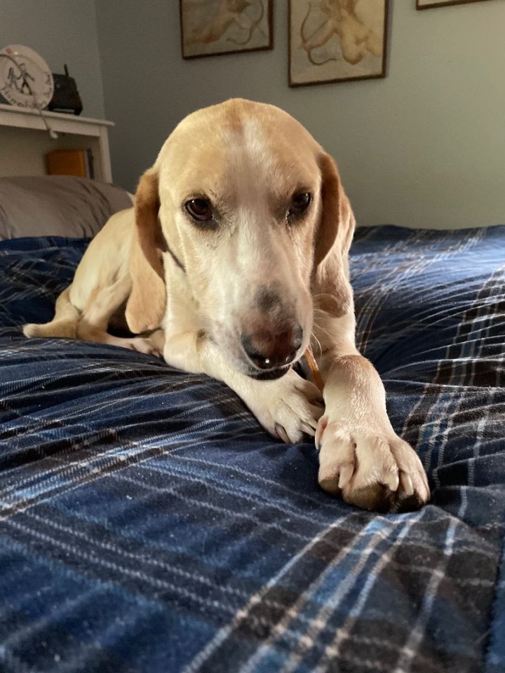 Benny, an adoptable Labrador Retriever & Hound Mix in Highland, MD_image-5