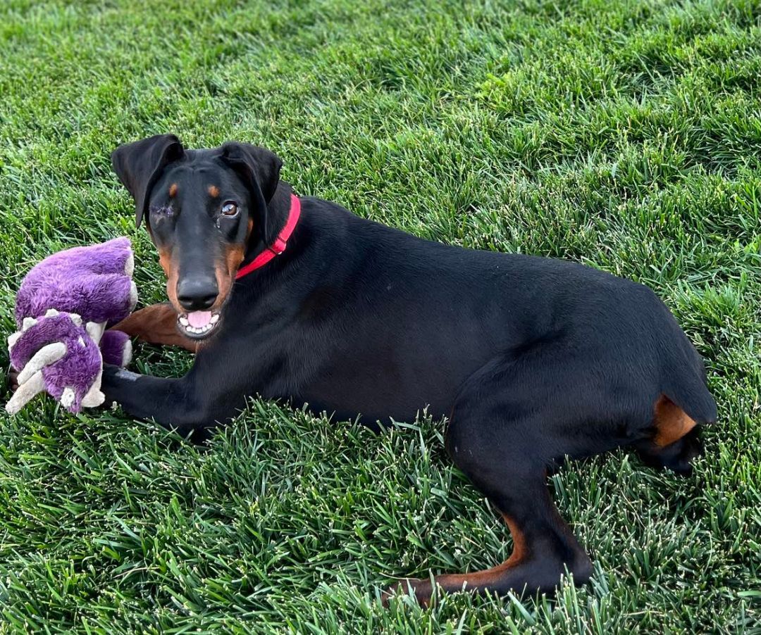 Roscoe Doberman Pinscher – Big Furry Friends