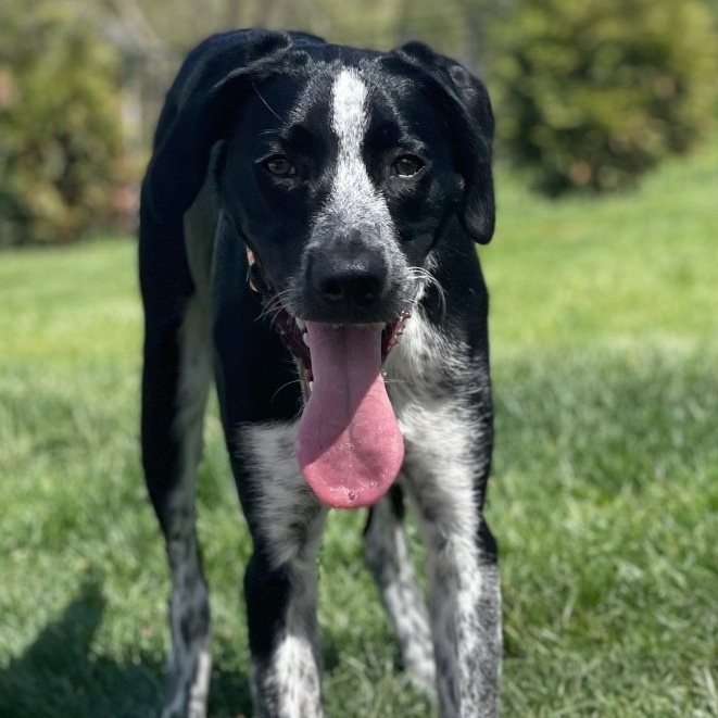 Henry, an adoptable German Shorthaired Pointer & Border Collie Mix in Thompson's Station, TN_image-1