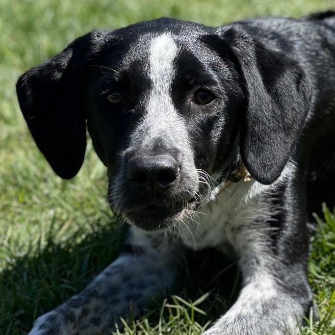 Henry, an adoptable German Shorthaired Pointer & Border Collie Mix in Thompson's Station, TN_image-4