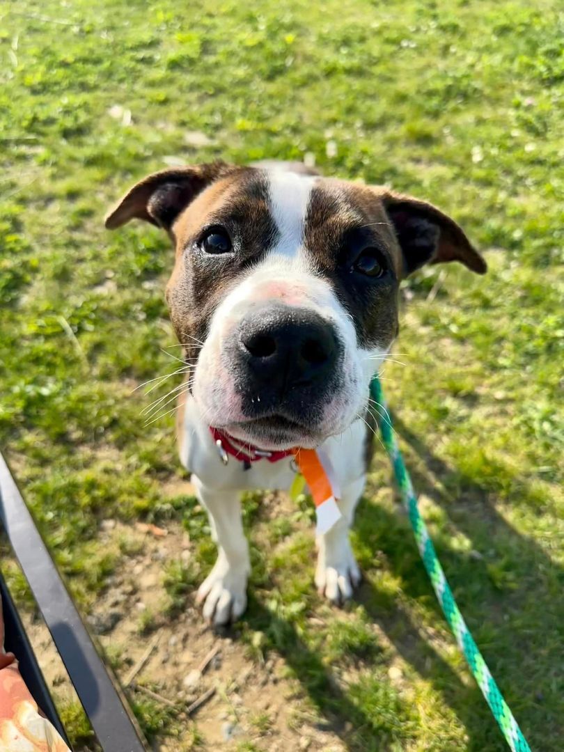 Dog For Adoption - Evan, A Boxer Mix In Cleveland, Oh 