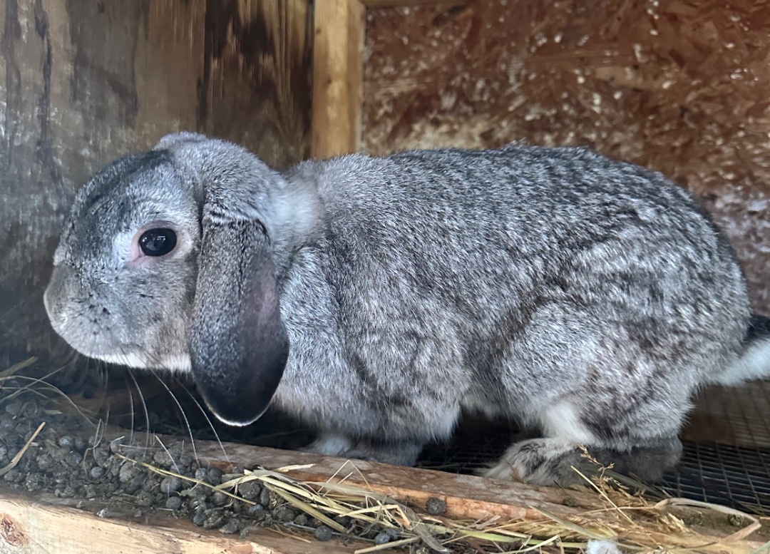 Chinchilla rabbit hot sale mix