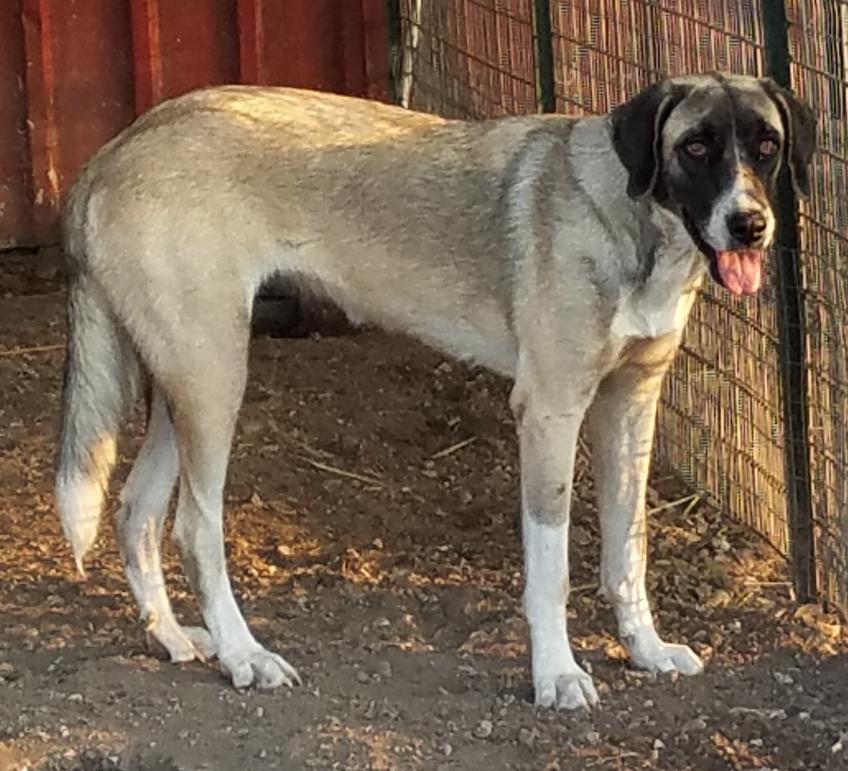 Nyssa, an adoptable Anatolian Shepherd, Akbash in Whitewright, TX, 75491 | Photo Image 1