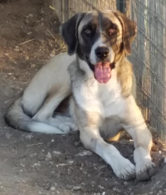 Nyssa, an adoptable Anatolian Shepherd, Akbash in Whitewright, TX, 75491 | Photo Image 2