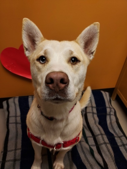 Quinn, an adoptable Mixed Breed in Bellingham, WA_image-3