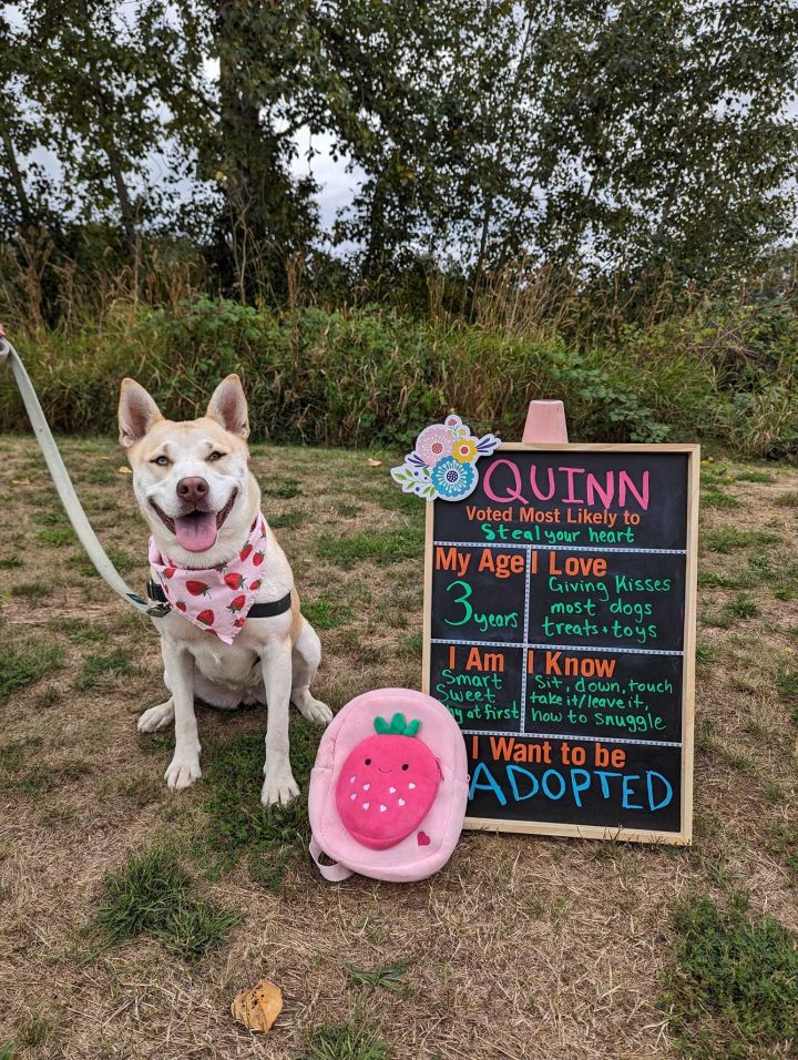 Quinn, an adoptable Mixed Breed in Bellingham, WA_image-3