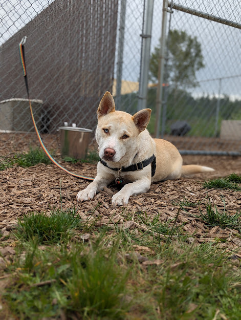 Quinn, an adoptable Mixed Breed in Bellingham, WA_image-6