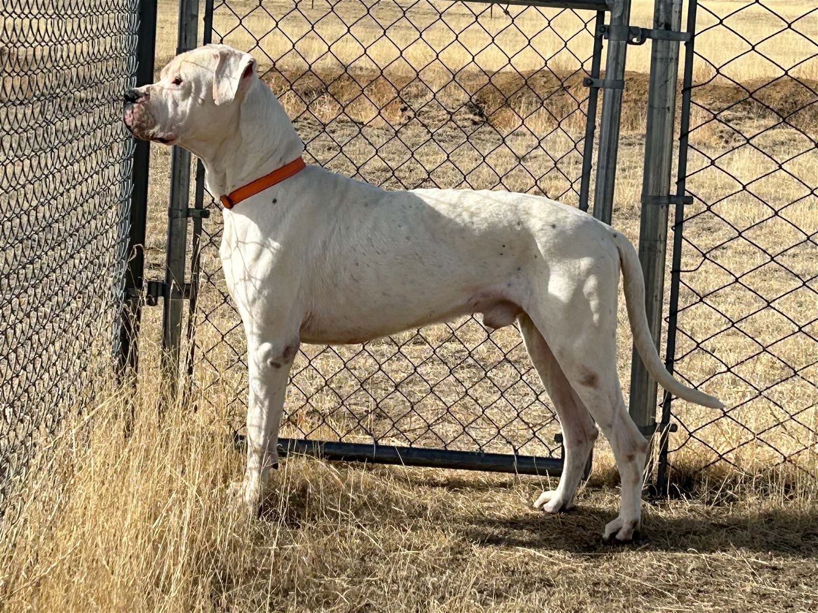 Ozzie, an adoptable Dogo Argentino in Yoder, CO, 80864 | Photo Image 1