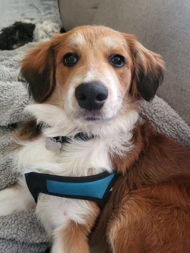 Lulu 2