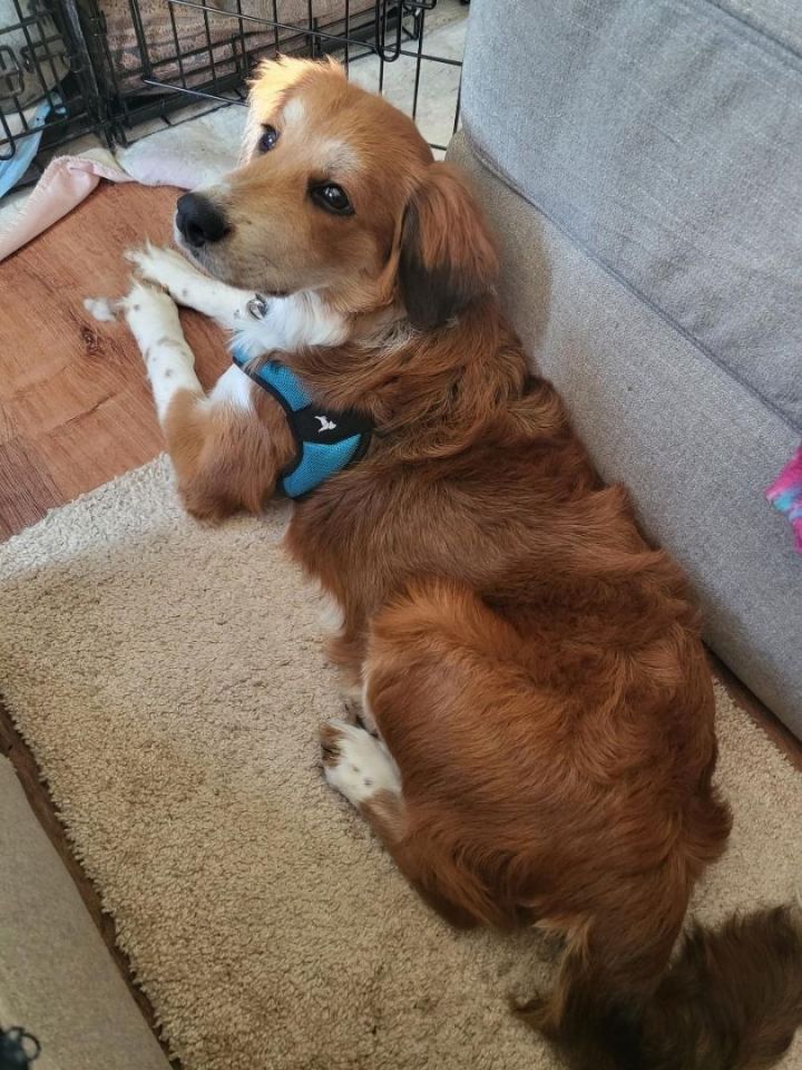 Lulu 3